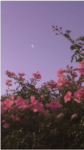 Skai’s Flowers