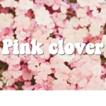 Pink Clover