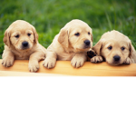 #puppy lifes