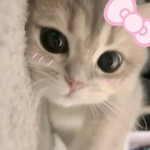 hayaku