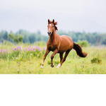 - Ella’s stables -