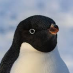The Patch's Penguins