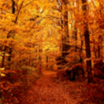 Autumn Dreams
