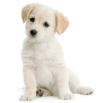 I love dogs fan club
