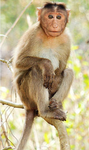 All Monkeys unite