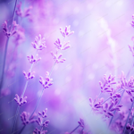 Lavender Hang - Out