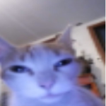 Verified gang