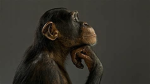 Monkey Likes Games