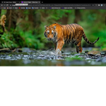 angry tigers