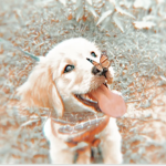 ~ᴀᴡʜ ᴀᴘᴘᴀʀᴇʟ~