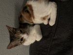 Kiwi’s cat group