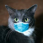 Meow industries