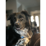 Ollies WOOF