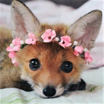 Foxies United
