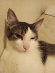 Snowkitty Studios