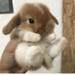 - Bunni !! -