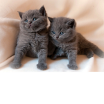 ~kitty group<3~