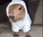 Capybara talker