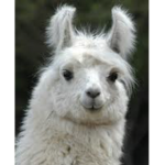 ~lama’s for life!~