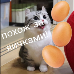 поход за яичками