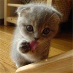 Cat People