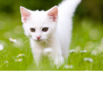 :))Kittens:))