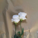 Satan's Flowers