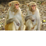 Monkeying Around