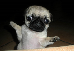 *~.The Pug Game.~*