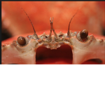 Disgusting Crabs Red Army