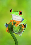 FROGGY STUDIOS!!!