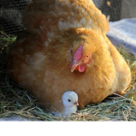 chicken legion of doom