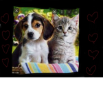 Animal Rescuers !