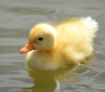 ~*duckville*~
