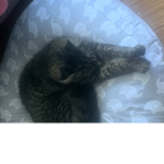 Adorablexx