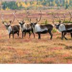 Team Caribou yall