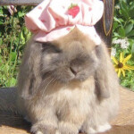  *:･ﾟ✧*:･ﾟ✧