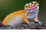 The crazy gecko