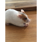 Small fuzzys/Rabbits , and hamsters