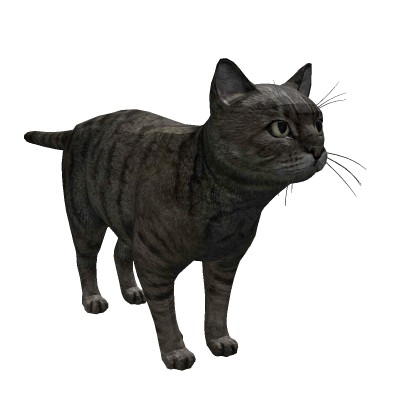 Gray Tabby Cat