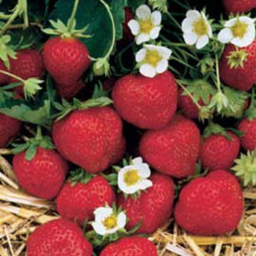 +Strawberry Angles+