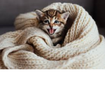 Cute cat shirts and pictures