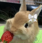 BLUSHIE BUNNIES