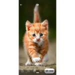 Cat keepers