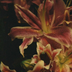 Floral Form