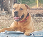 Dogs paradise q