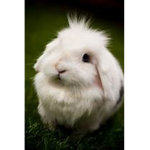 Chunky Bunnies
