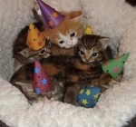 The amazing cat squad! 😸😺🐈