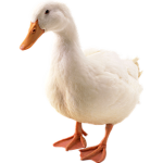 s-ijnfignfmvk