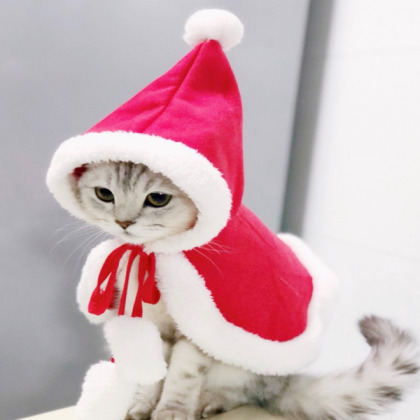 Christmas cat Roblox decal